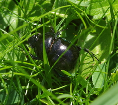 Trypocopris pyrenaeus