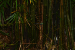 Macromia fulgidifrons