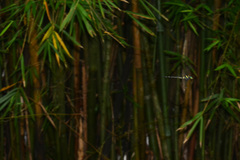 Macromia fulgidifrons