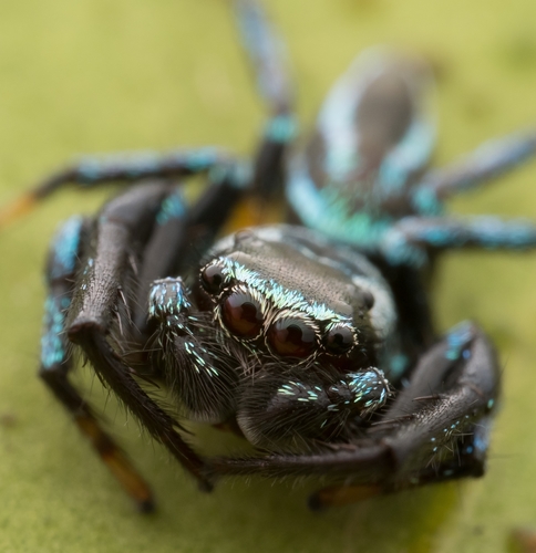 Jumping spider