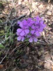 Phlox amoena
