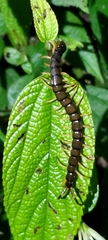 Scolopendra mutilans