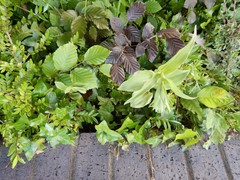 Epipactis phyllanthes