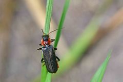 Cantharis fusca
