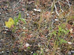 Epipactis phyllanthes