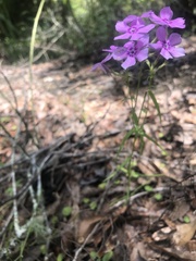 Phlox amoena