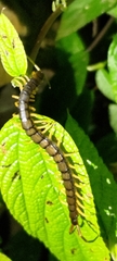 Scolopendra mutilans