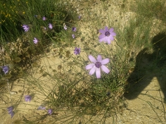Catananche caerulea