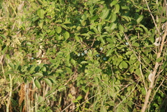 Prunus spinosa dasyphylla