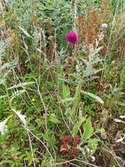 Knautia macedonica
