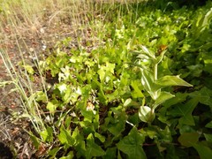 Epipactis phyllanthes