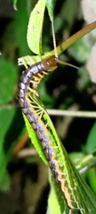 Scolopendra mutilans