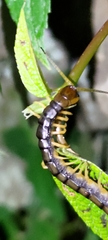 Scolopendra mutilans