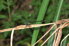 Amphigomphus hansoni