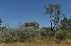 Acacia holosericea