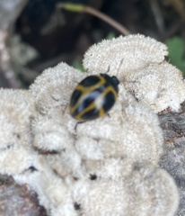 Aegithus quadrinotatus