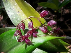 Pleurothallis secunda