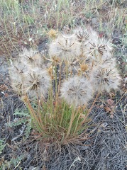 Pseudopodospermum phaeopappum