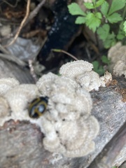 Aegithus quadrinotatus