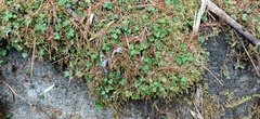 Ranunculus taisanensis