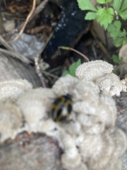 Aegithus quadrinotatus