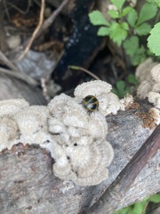 Aegithus quadrinotatus