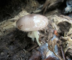 Bolbitius reticulatus