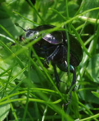 Trypocopris pyrenaeus