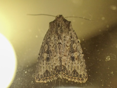 Dasygaster nephelistis