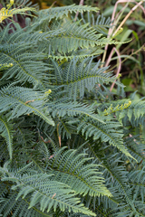 Pityrogramma calomelanos aureoflava