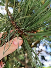 Pinus hartwegii