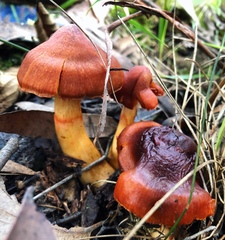 Cortinarius persplendidus