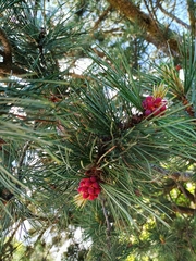 Pinus hartwegii