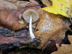 Bolbitius reticulatus