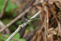 Fukienogomphus prometheus