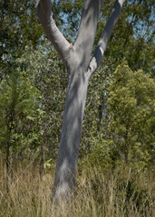 Corymbia grandifolia