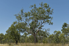 Corymbia grandifolia