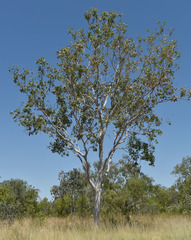 Corymbia grandifolia