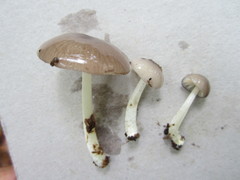 Bolbitius reticulatus