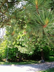 Pinus hartwegii