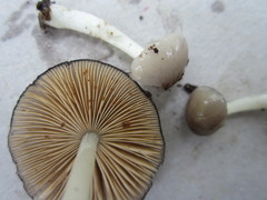 Bolbitius reticulatus