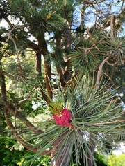Pinus hartwegii