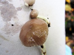Bolbitius reticulatus