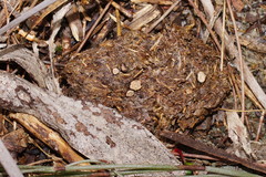 Poronia erici