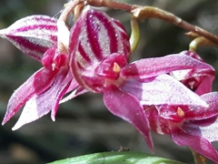 Pleurothallis secunda
