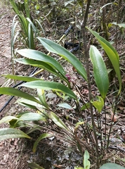 Pleurothallis secunda