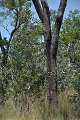 Corymbia polycarpa