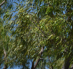 Corymbia polycarpa