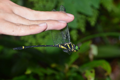 Chlorogomphus shanicus