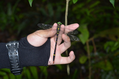 Chlorogomphus shanicus